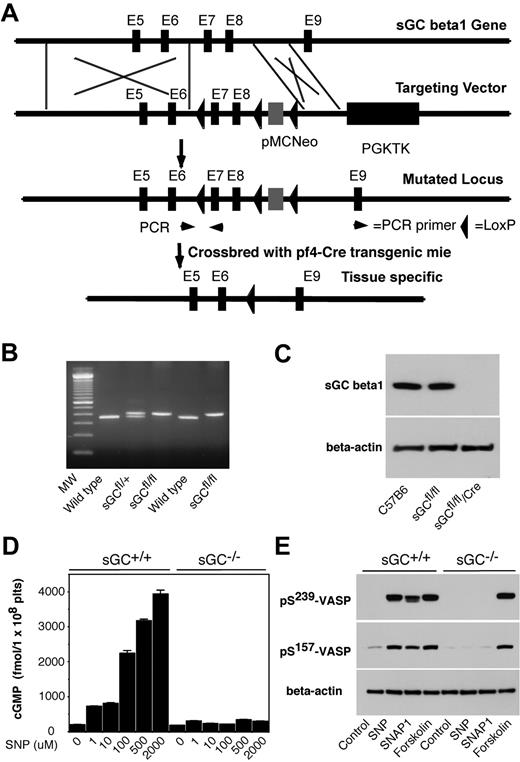 Figure 1. Generation of platelet-specific sGC β1 deficient mice. (A) Targeted disruption of sGC β1 gene. Top: structure of sGC β1 gene. Top middle: sGC β1 gene targeting vector, containing a pMC-Neo gene that is flanked with sGC β1 genomic sequence, and PGK-TK that is cloned 3′ to the sGC β1 sequence. Bottom middle: the mutated locus showing the site of PCR used for genotyping. Exons 7 and 8 of sGC were flanked with LoxP sites. Bottom: pMC-Neo gene and exons 7 and 8 were removed by crossbreeding of the sGC conditional mice with specific Cre transgenic mice. (B) PCR genotyping of DNA from offsprings of sGC LoxP chimeras. PCR amplifies a 362-bp fragment from the wild-type allele and a 402-bp fragment from heterozygotes carrying a loxP site (sGCfl/fl) in the sGC β1 allele. (C) Detection of sGC β1 subunit in mouse platelets by Western blot. Washed platelets from C57BL/6J, sGC β1fl/fl, and sGC β1fl/fl/Pf4-Cre mice were solublized in 1 × SDS sample buffer. sGC β1 in platelet lysates was detected by Western blot with a polyclonal antibody against sGC β1. β-actin was used as a loading control. (D) Washed platelets were incubated with selected concentrations of SNP at 37°C for 10 minutes. The reaction was stopped by adding an equal volume of ice-cold 12% (wt/vol) trichloroacetic acid, and cGMP concentrations were determined using a cGMP enzyme immunoassay kit. Means and standard deviations of triplicates are shown from one representative experiment of 3. (E) Washed platelets were incubated with SNAP1 (100μM), SNP (100μM), or forskolin (10μM) at 37°C for 10 minutes. VASP phosphorylation was analyzed by Western blot with monoclonal antibodies specifically recognizing phosphorylated VASP at residues Ser239 or Ser157. Data shown are representative of 3 independent experiments.