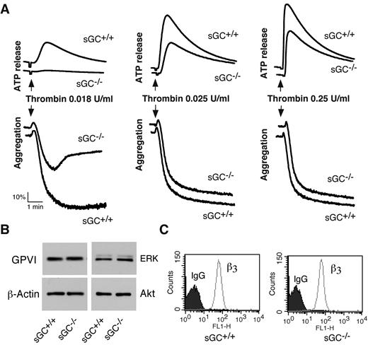 Figure 3. Thrombin-induced platelet activation is attenuated in sGC β1 deficient platelets, and expression of receptors and signaling molecules is not affected by sGC deficiency. (A) Washed platelets from wild-type (sGC+/+) or sGC β1 deficient mice (sGC–/–) were stimulated with increasing concentrations of thrombin in a lumi-aggregometer at 37°C. Real-time ATP secretion and platelet aggregation were recorded simultaneously. Data shown are representative of 4 independent experiments. (B) Washed platelets from wild type (sGC+/+) or sGC β1 deficient mice (sGC–/–) were solubilized in 2 × SDS sample buffer. GPVI, Akt, ERK, and β-actin were detected by Western blot. (C) Expression integrin β3 on platelets from wild-type (sGC+/+) or sGC β1 deficient mice (sGC–/–) was analyzed by flow cytometry with a FITC-labeled anti–mouse β3 monoclonal antibody. Data shown in panels B and C are representative of 2 independent experiments