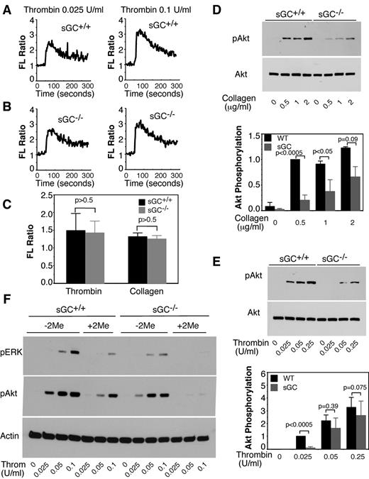 Figure 4. sGC deficiency does not affect agonist-induced calcium mobilization, but inhibits Akt and ERK phosphorylation in response to either thrombin or collagen. (A-C) Washed platelets from wild-type (sGC+/+; A) or sGC β1 deficient mice (sGC–/–; B) were labeled with 12.5μM Fura-2/AM/0.2% Pluronic F-127 and resuspended in Tyrode's solution. Platelets were then stimulated with selected concentrations of thrombin. Changes in intracellular free calcium concentrations were measured every 2 seconds and expressed as a ratio of fluorescence (FL) detected at 509 nm emission with an excitation wavelength of 340 nm and 380 nm. Statistical data from 3 experiments were shown in panel C. (D-E) Washed platelets from wild type (sGC+/+) or sGC β1 deficient mice (sGC–/–) mice were stimulated with either collagen (D) or thrombin (E) at 37°C for 5 minutes and solubilized in 2× SDS sample buffer. Phosphorylation of Akt was detected by Western blotting with a rabbit monoclonal antibody specifically recognizing the phosphorylated Akt residue Ser473. A rabbit polyclonal antibody against nonphosphorylated Akt was used to verify equal loading. Data shown are representative of 3 independent experiments. (F) Washed platelets from wild type (sGC+/+) or sGC β1 deficient mice (sGC–/–) mice were pre-incubated with 2MeSAMP (10μM) or buffer for 5 minutes, and then stimulated with thrombin at 37°C for 5 minutes and solubilized in 2× SDS sample buffer. Phosphorylation of Akt and ERK was detected by Western blotting using phospho-specific antibodies against phosphorylated Ser473 (Akt) and Thr-202/Tyr204 (ERK; Cell Signaling Technologies). A mouse monoclonal antibody against β-actin (Sigma-Aldrich) was used to verify equal loading.