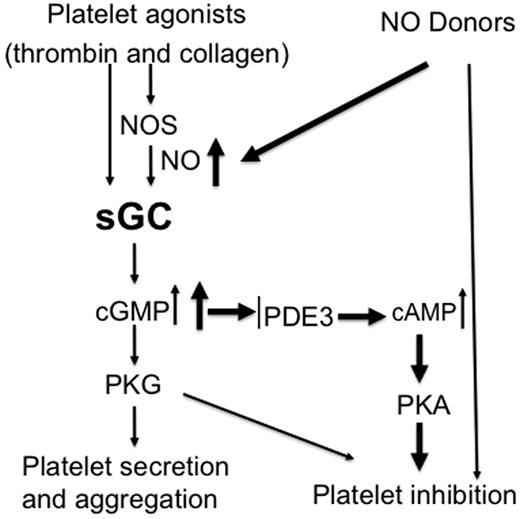 Figure 7. Biphasic roles of sGC in regulating platelet activation. Physiologic platelet agonists such as thrombin and collagen activate sGC through NOS-dependent or -independent pathways, leading to platelet activation and formation of a hemostatic thrombus. Continued cGMP elevation in aggregated platelets or NO donors induces a second phase of inhibitory cGMP signaling, resulting in inhibition of further recruitment of platelets. This prevents the overgrowth of hemostatic thrombus.