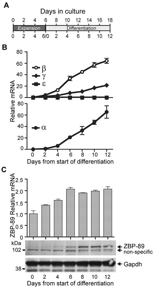 Figure 1. ZBP-89 expression during erythroid ex vivo differentiation of human CD34+ cells. (A) Schematic diagram showing time course of culture system used in the experiments. The days of total culture are indicated on top, and days of the individual expansion and differentiation periods are indicated separately on the bottom. (B) Time course of β-, γ-, ϵ-, and α-globin mRNA transcript levels after placing the expanded CD34+ cells into erythroid differentiation medium (“Cell culture”). Measurements were made by quantitative RT-PCR and are graphed relative to Gapdh mRNA levels at each time point ± SEM (n > 3). (C) Time course of ZBP-89 mRNA (top) and protein (bottom) levels along the same time course as shown in panel B. mRNA levels are shown relative to those on day 0 of the differentiation culture phase.