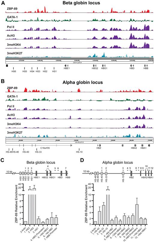 Figure 2. ZBP-89 occupancy of the globin loci in primary human erythroid precursor cells. Representative ChIP-chip signals for ZBP-89, GATA-1, RNA Pol II, AcH3, 3meH3K4, and 3meH3K27 within the human β-globin (A) and α-globin (B) loci in hCD34+ cells harvested on day 5 of the erythroid differentiation culture period. The locations of key cis-regulatory elements and genes are indicated at the bottom of each panel. The data for GATA-1, Pol II, 3meH3K4, and 3meH3K27 were obtained from Xu et al.24 (C-D) Quantitative ChIP validation of key ZBP-89 enrichment peaks from the ENCODE array ChIP-chip studies within the β-globin (C) and α-globin (D) loci from cells on day 6 of differentiation. The positions of the primers used for each site (numbered) are indicated by horizontal lines at the top of the schematic drawing. Note that the primers used for the HBG promoters (#4) detect both HBG1 and HBG2. Likewise, the primers for the HBA promoters (#10) detect both HBA1 and HBA2 promoters. It was not possible to design primers centered at the peak of the ZBP-89 enrichment site between HBG1 and HBD (A) because of high GC content of this region. Primer pair #5 is offset from the center of the peak. Fold enrichments are shown relative to an exonic region of the β-actin gene. Data represent the mean of ≥ 3 independent experiments ± SEM.