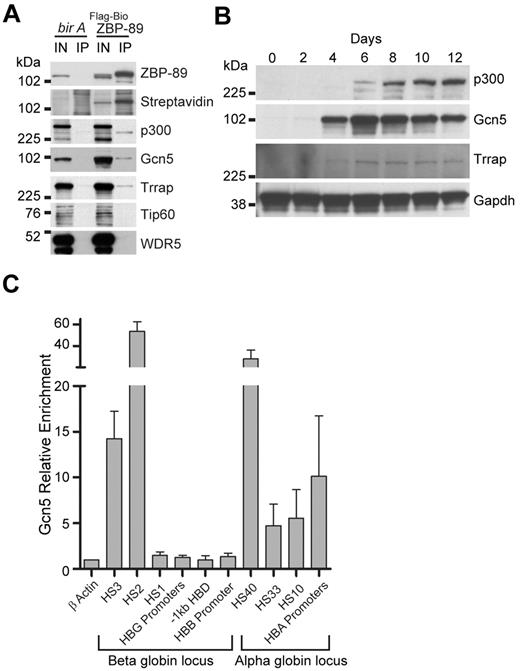 Figure 4. Physical association of p300 and the Gcn5/Trrap (GNAP) complex with ZBP-89 in human erythroid cells. (A) Tandem anti-FLAG, streptavidin affinity purification assay from uninduced K562 cells stably expressing FLAG and metabolically biotin tagged ZBP-89 (FLAG-Bio ZBP89) versus control cells expressing birA alone. Western blot analysis of the final copurified proteins for the indicated proteins is shown. Streptavidin indicates streptavidin-horseradish peroxidase (SA-HRP) direct blot; IN′, 2% input; and IP, streptavidin affinity purified material. (B) Western blot analysis of indicated proteins during erythroid commitment and maturation from expanded CD34+ cells. Time represents days after the cells were switched into differentiation medium. (C) Quantitative ChIP assays for Gcn5 occupancy at key cis-regulatory regions within the β- and α-globin loci from cells on day 7 of differentiation. Fold enrichments are shown relative to an exonic region of the β-actin gene. Data represent the mean of 3 independent experiments ± SEM.