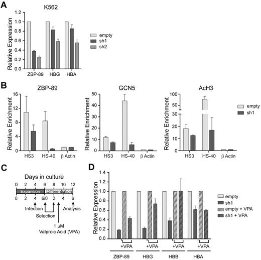 Figure 6. Role of ZBP-89 in globin gene regulation and recruitment of HATs. (A) Change in globin gene expression on ZBP-89 depletion in uninduced K562 cells. Relative mRNA levels for ZBP-89, HBG (γ-globin), and HBA (α-globin) normalized to Gapdh are shown in uninduced K562 cells transduced with either the empty vector, or ZBP-89 sh1 and sh2. Levels are shown relative to the empty vector control and represent the mean of 3 independent experiments ± SEM. (B) Quantitative ChIP assays for ZBP-89, Gcn5, and AcH3 enrichment levels at β-globin HS3 and α-globin HS-40 in human EryP cells transduced with the empty vector or ZBP-89 sh1. The cells were harvested on day 6 of differentiation. The data represent the enrichment relative to β-actin exon 6 and are the mean of 2 biologic duplicates and 3 experimental repeats ± SEM. (D) Effect of VPA on globin gene expression changes induced by ZBP-89 depletion. Relative mRNA levels for ZBP-89, HBG (γ-globin), HBB (β-globin), and HBA (α-globin) in human EryP cells transduced with the empty vector or ZBP-89 sh1. Transduced and selected cells were divided into 2 cultures and incubated with either 1μM VPA in PBS or PBS alone. Cells were harvested 72 hours later. Levels are shown relative to the empty vector control and represent the mean of 3 experiments ± SEM.
