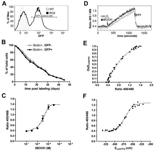 Figure 1. Characterization of RBC of roGFP2 transgenic mice. (A) FACS analysis of RBC from a roGFP2 transgenic mouse and a nontransgenic littermate (WT) demonstrates that ∼ 55% of peripheral RBC express roGFP2. Histogram is representative of 4 experiments using a total of 20 mice. (B) Survival curves of GFP(+) and GFP(-) RBC are identical. Peripheral RBCs of transgenic mice were biotinylated and the percentage of Biotin(+) GFP(+) and Biotin(+) GFP(-) cells was tracked by FACS (mean ± SEM; N = 12). (C) RoGFP2 ratio in RBC treated with the indicated concentration of tBOOH (mean ± SEM from 5 independent experiments). (D) Real-time recording of dynamic and reversible changes in the roGFP2 sensor. RoGFP2 expressing RBC were treated with 1μM H2O2 or 10μM tBOOH for 15 minutes, followed by administration of 10mM DTT, all at room temperature. The ratio 405/488 was recorded by continuous flow cytometry. (E) The relationship between roGFP2 ratio and the degree of roGFP2 oxidation (OxDroGFP2). For maximal reduction, RBCs were treated with 10mM DTT; oxidation was measured over a range of tBOOH concentrations (0.1μM to 100μM). Fluorescence intensity was measured by FACS to define fully reduced (I488red), fully oxidized (I488ox) and intermediate states of roGFP2. The OxDroGFP2 was calculated according to Equation 1, and plotted versus the 405/488 ratio. (F) The relationship between R405/488nm and the roGFP2 redox potentials. The roGFP2 redox potentials were calculated according to the known OxDroGFP2 in panel E and Equation 2, and then plotted against ratio 405/488nm. GFP emission was recorded for both excitation wavelengths (405 and 488 nm) and is shown as the ratio of 405/488.
