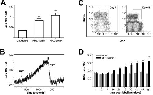 Figure 2. Using roGFP2 to monitor redox dynamics on in vitro PHZ treatment or during in vivo normal RBC aging. (A) RoGFP2 responses to the RBCs oxidative stress caused phenylhydrazine (PHZ). Transgenic RBCs were treated with 10μM and 50μM PHZ at room temperature for 60 minutes. The ratio 405/488 was determined by FACS. Data were from 3 independent experiments, shown as mean ± SEM. (B) DTT reversed the increase in roGFP2 ratio caused by PHZ treatment. Continuous flow cytometry was used to follow dynamic redox changes in RBCs on exposure to 10μM PHZ for 15 minutes followed by 10mM DTT. (C) RBCs of roGFP2 transgenic mice were biotin labeled and analyzed over time by flow cytometry for GFP and biotin. Shown are representative plots from day 7 and day 45 after labeling. (D) RoGFP2 ratio was monitored by flow cytometry using RBC harvested at intervals up to 49 days after labeling. From day +14 after labeling, there is a progressive increase in oxidation of the roGFP2 sensor. Data are mean ratio ± SEM (n = 23); representative of 4 experiments. *** P < .001.