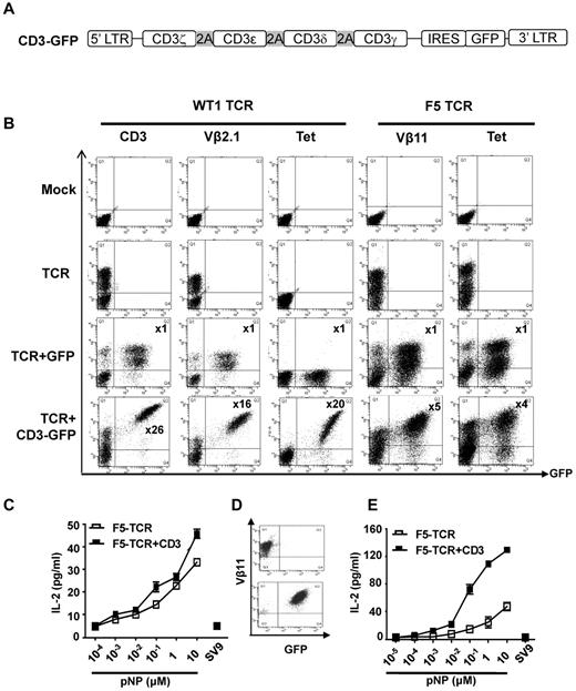 Figure 1. CD3 is rate limiting for expression and function of the WT1-TCR and the F5-TCR in T lymphoma cells. (A) Schematic diagram of the CD3 vector. The 4 CD3 chains (ζ-ϵ-δ-γ) are linked by the 2A sequences, followed by IRES and GFP. (B) T lymphoma cells (58α−β−) were mock-transduced or transduced with WT1-TCR, WT1-TCR+control-GFP, or WT1-TCR+CD3-GFP, then stained with antibodies against CD3, Vβ2.1, or with HLA-A2/pWT126 tetramer. Cells (58α−β−) transduced with F5-TCR, F5-TCR+control-GFP or F5-TCR+CD3-GFP, were stained with antibodies against Vβ11 or H2Db/pNP tetramer. The numbers in the panels in TCR+CD3-GFP transduced cells indicate the fold increase in the level of CD3 or TCR expression (measured by MFI) in cells expressing TCR+CD3-GFP (Q2) compared with the cells expressing TCR only (Q1). No increase in CD3 or TCR expression was seen in cells transduced with TCR+control-GFP. The data are representative of 5 performed experiments. (C) Bulk transduced 58α−β− cells were stimulated with RMA-S cells coated with increasing concentrations of pNP peptide or 10μM pSV9 control peptide. Supernatant was harvested and assessed for IL-2 production by ELISA. The graph demonstrates the mean IL-2 concentration ± SD of triplicate values. (D) Transduced 58α−β− cells were purified by FACS to obtain cells expressing TCR-only or TCR+CD3. (E) FACS purified 58α−β− cells were stimulated with RMA-S cells coated with increasing concentrations of pNP peptide or 10μM pSV9 control peptide. Supernatant was harvested and assessed for IL-2 production by ELISA. The graph demonstrates the mean IL-2 concentration ± SD of triplicate values.