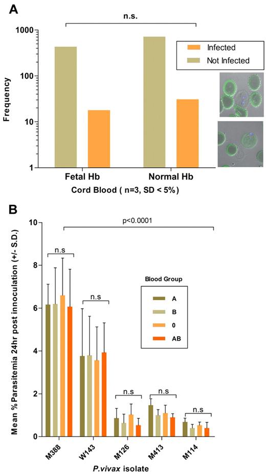 Figure 4. Effect of host cell attributes on invasion efficiency. (A) P vivax invasion efficiency, determined from 1200 target cells (n = 3 isolates), was not significantly associated with the presence of fetal Hb (stained in green). The bottom right inset shows a P vivax (nucleus stained with Dapi blue) in a newly invaded RBCs devoid (top micrograph) or containing fetal Hb. (B) The P vivax invasion efficiency (n = 5 isolates) was not affected by the ABO blood group of the reticulocytes used in the invasion assay. Invasion efficiencies were significantly associated with the particular isolate used (isolates M388 and W143 consistently invaded the distinct target cell preparation at a higher efficiency than that observed for isolates M126, M413, and M114).