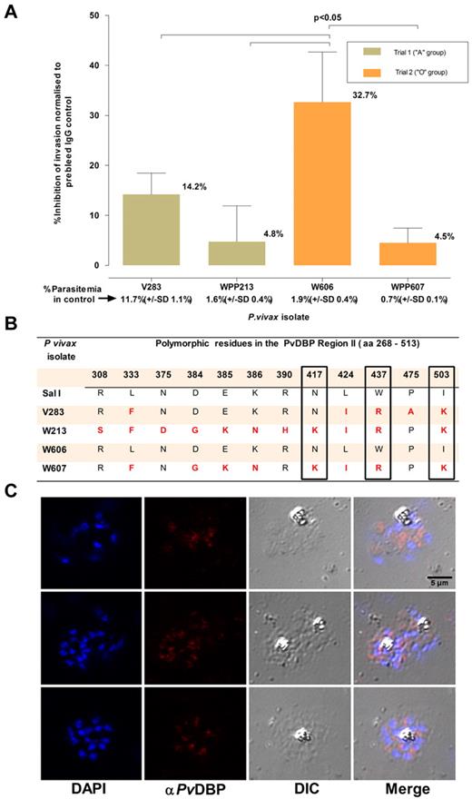 Figure 6. Inhibition of P vivax invasion by anti-PvDBP II IgG Abs. (A) The mean inhibition (percentage ± % SD) of anti–PvDBP II IgG Abs (100 μg/mL) on the P vivax invasion efficiency. The inhibition was normalized to invasion efficiencies obtained in the presence of IgG Abs (100 μg/mL) purified from a rabbit prebleed serum. The actual mean invasion efficiencies (percentage ± % SD) in the prebleed controls are included below the corresponding isolate identifier. The assays were conducted in triplicate on 4 isolates in 2 separate experiments involving reticulocyte concentrates from 2 cord blood samples of different ABO type. (B) Polymorphisms in the predicted amino acid sequence of the PvDBP region II region in the parasites present in the 4 isolates used in the assay. The sequences were compared with that present in the P vivax reference strain (Sal 1). Nonsynonymous mutations at 3 residues (417, 437, and 503) that were previously suggested to interfere with the inhibition of PvDBP region II binding to DARC are enclosed in black frames. (C) Immunofluorescence microscopy with anti–P vivax DBPII IgG reacted with merozoites from a P vivax isolate (3 examples given) used in this assay.