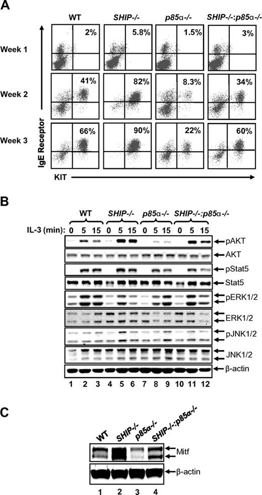 Figure 1. Deficiency of p85α in SHIP−/− bone marrow cells rescues BMMC maturation in vitro. (A) Flow cytometric analysis demonstrating the expression of KIT and IgE receptor double-positive cells at the indicated times in BMMCs derived from the indicated genotypes. BM cells were harvested from WT, SHIP−/−, p85α−/−, and SHIP−/−:p85α−/− mice, and BMMCs were derived in vitro. Cells were harvested and stained with antibodies that recognize KIT and IgE receptor after the indicated weeks followed by flow cytometry. Numbers in the top right quadrant of each dot blot indicate the percentage of BMMCs that are double positive for KIT and IgE receptor expression during different times of culture. n = 5. (B) Hyperactivation of AKT in SHIP−/− BMMCs is reduced in the setting of p85α deficiency. BMMCs derived from the indicated genotypes were starved in the absence of growth factors and stimulated for the indicated times. Cell lysates were subjected to Western blot analysis using antibodies that recognize the activated version of the indicated signaling proteins. Similar findings were observed in additional 1 to 3 independent experiments. (C) Loss of SHIP expression in BMMCs results in enhanced expression of Mitf. BMMCs derived from WT, SHIP−/−, p85α−/−, and SHIP−/−:p85α−/− mice were lysed and subjected to Western blot analysis using an anti-Mitf antibody. Arrows indicate the level of expression of Mitf and β-actin (loading control) in each lane. n = 3.