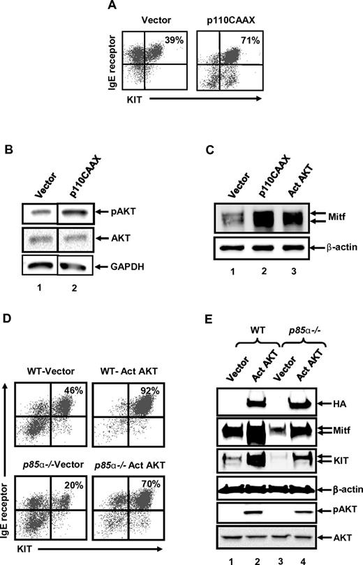 Figure 2. Expression of activated PI3K (p110CAAX) accelerates the rate of WT BMMC maturation by inducing the expression of Mitf. WT MCps were transduced with either an empty vector control or a vector expressing an activated version of PI3K (p110CAAX). Transduced cells were selected in puromycin for 2-3 weeks and analyzed for maturation. (A) Cells were subjected to flow cytometric analysis to assess the coexpression of KIT and IgE receptor double-positive cells after culture. Numbers in the top right quadrant indicate the percentage of cells that are double positive for KIT and IgE receptor expression. Shown are representative dot blots from 1 of 4 independent experiments. (B) Lysates derived from cells in panel A were subjected to Western blot analysis using antibodies against phospho-AKT and total AKT. The level of activated AKT is indicated by an arrow. (C) Lysates derived from cells in panels A and D were subjected to Western blot analysis using an anti-Mitf antibody. Arrows indicate the level of expression of Mitf and β-actin (loading control) in each lane. (D) Expression of activated AKT in p85α−/− BMMCs rescues mast cell differentiation. MCps from WT or p85α−/− mice were transduced with retrovirus expressing either an empty vector or an activated version of AKT with an HA tag. Transduced cells were cultured for another 2 to 3 weeks, and EGFP-positive cells were sorted and analyzed for the expression of KIT and IgE receptor by flow cytometry. Percentage of KIT and IgE receptor double-positive cells is indicated in the top right quadrant, n = 3. (E) Cells generated in panel D were subjected to Western blot analysis using an anti-HA, anti-Mitf, anti-KIT, and anti–β-actin antibody. The level of expression of KIT, Mitf, HA-tagged AKT, and β-actin is indicated. Cells generated in panel D also were analyzed for AKT activation (bottom 2 panels).