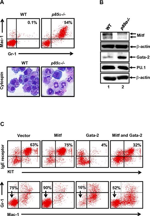 Figure 3. Loss of p85α in MCps results in altered expression of key transcription factors associated with mast cell maturation. (A) BM cells from WT and p85α−/− mice were cultured for 3 weeks, after which cells were stained with Giemsa (bottom) or antibodies that recognize Gr-1 and Mac-1 followed by flow cytometry (top). Shown is a dot blot profile from 1 of 4 independent experiments. Percentage of Gr-1 and Mac-1 double-positive cells are indicated in the top right quadrant. (B) Differential expression of Mitf and Gata-2 in WT and p85α-deficient cells. Cells described in panel A were lysed, and equal amounts of protein lysate were subjected to Western blot analysis using an anti-Mitf, anti-Gata-2, anti-PU.1, and anti–β-actin antibody as indicated. Shown is a representative Western blot from 2-3 independent experiments. (C) Overexpression of Gata-2 in WT BMMCs mimics the p85α−/− differentiation phenotype. WT BMMCs transduced with vector, Mitf, and Gata-2 alone or in combination were sorted to homogeneity and cultured for 3 to 4 weeks. Maturation of BMMCs and Gr-1/Mac-1 myeloid cells was analyzed by staining the cells with antibodies that recognize KIT and IgE receptor as well as the presence of Gr-1 and Mac-1 by flow cytometry. Shown are dot blots from 1 representative experiment performed 2-3 independent times.