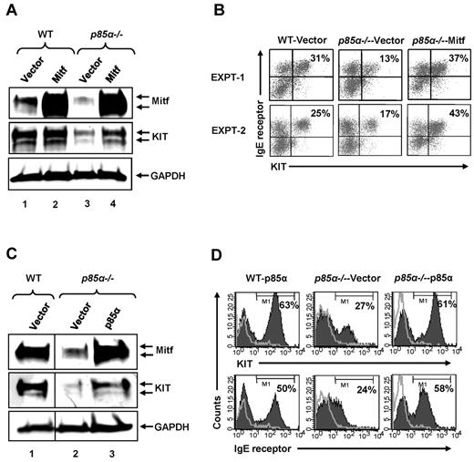 Figure 4. Mitf expression rescues BMMC maturation defect because of p85α deficiency. (A) WT and p85α−/− MCp cells were transduced with a retroviral vector expressing the Mitf cDNA. EGFP-positive cells were sorted to homogeneity and grown for additional weeks. Cells were harvested and subjected to Western blot analysis using an anti-Mitf or KIT antibody. The arrow in the top panel indicates the level of Mitf expression in various genotypes. The middle panel indicates the level of KIT expression in the various genotypes, and the lower bottom panel shows the level of GAPDH expression in each lane. n = 2. (B) Cells generated in panel A were harvested and subjected to flow cytometric analysis using antibodies against KIT and IgE receptor. The percentage of KIT and IgE receptor positive cells are indicated. Two representative experiments are shown. n = 3. (C-D) Reconstituting the expression of p85α in p85α-deficient MCps restored Mitf and KIT expression. MCps from WT or p85α-deficient mice were transduced with either the full-length form of p85α or the empty vector. Transduced cells were sorted on the basis of EGFP expression and cultured for 2 weeks. After 2 weeks, cells were harvested and subjected to Western blot analysis using an anti-KIT, anti-Mitf, or anti-GAPDH antibodies (C) or stained with antibodies against KIT or the IgE receptor and analyzed by flow cytometry (D). Percentages in each panel correspond to the level of KIT and IgE receptor levels in indicated genotypes. One of several independent experiments is shown.