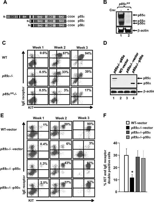 Figure 5. p50α and p55α isoforms of p85 are important for mast cell maturation. (A) Schematic of regulatory subunits p85α, p55α, and p50α. (B) Deletion of all regulatory subunits of p85α. To delete all regulatory subunits of p85α (p85α, p55α, and p50α) in BM cells, p85αfl/fl/ Mx-Cre− mice (WT), and p85αfl/fl/Mx-Cre+ mice (p85αfl/fl−/−) were injected intraperitoneally with poly I:C (300 μg) 3 times on alternate days, and BM was harvested 3 weeks after the final injection. BM from WT and p85αfl/fl−/− mice was cultured, and equal amounts of protein lysate were subjected to Western blot analysis using a pan–anti-p85 antibody (this antibody recognizes all regulatory subunits of class IA PI3K) to confirm the deletion of PI3K subunits. (C) Deficiency of p50α and p55α further impairs the maturation of p85α−/− BMMCs. BM cells from WT, p85α−/−, and p85αfl/fl−/− mice were cultured, and at indicated time points mast cell maturation was analyzed by staining the cells with antibodies that recognize KIT and IgE receptor by flow cytometric analysis. Shown is a dot blot profile of 1 of 3 independent experiments. (D) Expression of p50α in p85α−/− BMMCs. MCps from WT and p85α−/− mice were transduced with vector, HA-tagged full-length p85α, or p50α and sorted to homogeneity. Expression of p85α and p50α in sorted cells was analyzed by Western blotting using anti-HA and β-actin antibodies. (E-F) Restoration of p50α corrects the defective maturation of p85α-deficient BMMCs. BMMCs in panel D were collected at indicated time points. Mast cell differentiation was analyzed by staining the cells with antibodies that recognize KIT and IgE receptor followed by flow cytometric analysis. Shown is a representative dot blot profile (E) and quantitative data (F) from 5 independent experiments. *P < .05, WT versus p85α−/−vector.