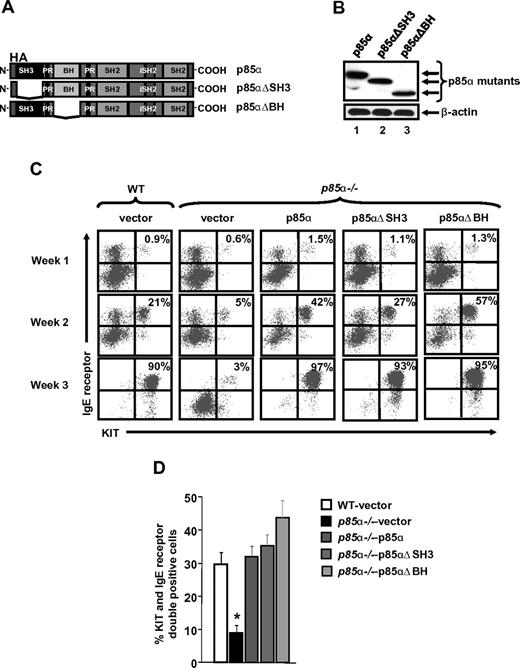 Figure 6. Cooperation between the SH3 and the BH domain of p85α is not required for BMMC maturation. (A) Schematic of full-length p85α and p85α mutants lacking either the SH3 or the BH domain. Full-length p85α or p85α mutants lacking either the amino terminal SH3 domain (1-80 aa) or the BH domain (102-288 aa) were cloned into a bicistronic retroviral vector MIEG3. The constructs were HA tagged at the amino terminus to distinguish exogenous expression from endogenous p85 protein. (B) Expression of full-length p85α or p85α mutants. MCps from p85α−/− mice were transduced with vector, full-length p85α, or p85α mutants lacking either the SH3 domain (p85αΔSH3) or the BH domain (p85αΔBH) and sorted to homogeneity. Cells were harvested and subjected to Western blot analysis using an anti-HA antibody or β-actin antibody as indicated. Expression of various p85α mutants is indicated in the top panel. (C-D) Expression of p85α mutants into p85α−/− MCps corrects defective mast cell differentiation. Cells in panel B were sorted to homogeneity and grown. At indicated times, maturation was evaluated by staining the cells with antibodies that recognize KIT and IgE receptor by flow cytometry. Shown is a representative dot blot (C) and quantitative data (D) from 5 independent experiments. *P < .05, WT versus p85α−/−vector.