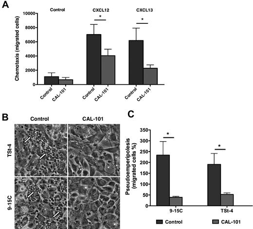 Figure 1. CAL-101 inhibits CLL cell chemotaxis toward CXCL12 and CXCL13 and migration beneath MSCs (pseudoemperipolesis). (A) CLL cells were incubated in medium alone (control) or medium containing 5μM CAL-101, and then allowed to migrate towards 200 ng/mL CXCL12 or 1 μg/mL CXCL13; or control cells without chemokine. The bar diagram represents the mean chemotaxis (± SEM) of CLL cells from 10 different patients in the presence or absence of CAL-101. Chemotaxis toward both CXCL12 and CXCL13 was significantly inhibited by CAL-101, with P < .05, as indicated by the asterisks. (B) Representative phase-contrast photomicrographs displaying CLL cell migration beneath TSt-4 or 9-15C stromal cells when CLL were either untreated (control) or pretreated with 5μM CAL-101 (CAL-101). Pseudoemperipolesis is characterized by the dark appearance of CLL cells that have migrated into the same focal plane as the stromal cells. There are numerous migrated CLL cells in the control wells (on the left), as indicated by the arrows, but only a few such cells in wells containing CLL cells pretreated with CAL-101 (on the right). (C) The bar diagram represents the mean pseudoemperipolesis (± SEM) of CLL cells from 9 different patients beneath of each of the 2 types of stromal cells in the presence or absence of CAL-101. Pseudoemperipolesis beneath TSt-4 or 9-15C stromal cells was significantly inhibited by CAL-101, with P < .05, as indicated by the asterisks.