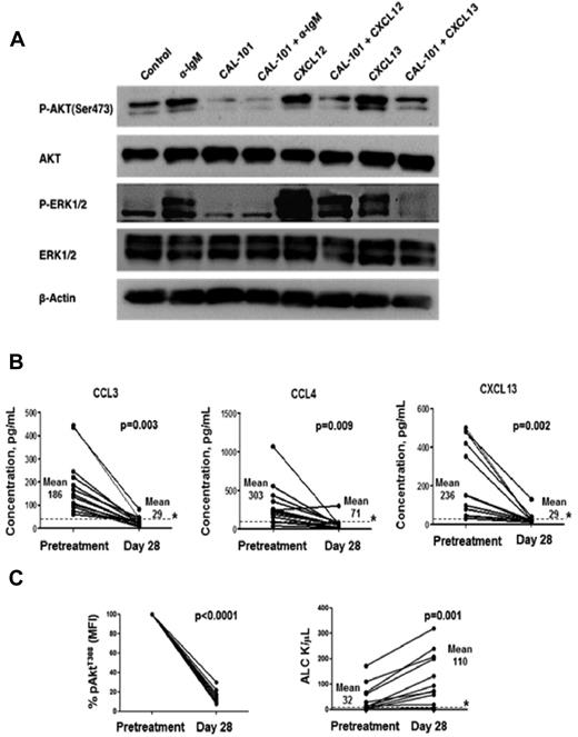 Figure 7. CAL-101 inhibits signaling downstream of the BCR, CXCR4 and CXCR5. In vivo, CAL-101 reduces plasma chemokine levels, impairs AKT activation, and induces lymphocytosis in CLL patients. (A) CLL cells were activated with anti-IgM, or CXCL12, or CXCL13 in the presence or absence of CAL-101. Lysates were probed with phospho-specific antibodies to AKT and ERK1/2, and antibodies for total AKT, ERK1/2, and actin. (B-C) Plasma chemokine levels, AKT phosphorylation, and lymphocyte counts were evaluated in 12 CLL patients pretreatment and after 28 days on treatment with CAL-101. (B) The line graphs represent concentrations of CCL3, CCL4, and CXCL13 in plasma samples from CLL patients before and after 28 days of CAL-101 treatment. Displayed are the individual values. * represents the upper limit of normal. Chemokine values in the plasma from patients were significantly reduced by CAL-101. (C) The bar diagram represents the mean relative phospho-AktT308 fluorescence intensity values (adjusted for isotype control) derived from circulating CLL cells in patients undergoing CAL-101 treatment. Displayed are the means (± SEM). Akt phosphorylation in CLL cells from patients was significantly inhibited by CAL-101. The line graphs indicate the absolute lymphocyte counts in patients with CLL undergoing CAL-101 treatment. Displayed are the individual values. * represents the upper limit of normal. Absolute lymphocyte counts were significantly increased by CAL-101.