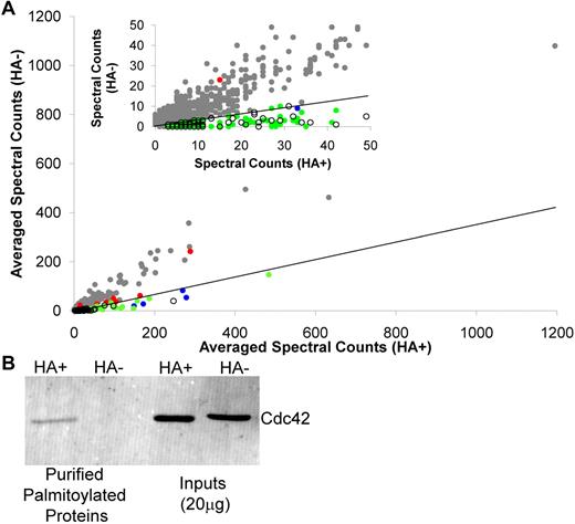 Figure 2. Global analysis of the platelet palmitoylome. (A) Graphical depiction of the 1300 proteins identified in resting platelet membranes. Gray dots represent identified proteins not meeting the criteria for significance. Candidate palmitoyl proteins (○) cluster around the x-axis with known palmitoylated proteins and putative palmitoyl proteins identified in other palmitoylation-specific proteomic studies (green dots). Also shown are well-established palmitoylated platelet proteins identified (blue dots) and not identified (red dots) as being palmitoylated in this study. Inset: Expanded view of the graph for proteins with < 50 spectral counts. Diagonal line in each graph indicates the HA+/HA− cut-off. (B) Western blotting analysis of ABE-purified proteins from platelet membranes, as prepared for proteomic analysis, in the presence and absence of HA using antibodies directed against Cdc42. Also shown is the total protein input for the HA+ and HA− samples.