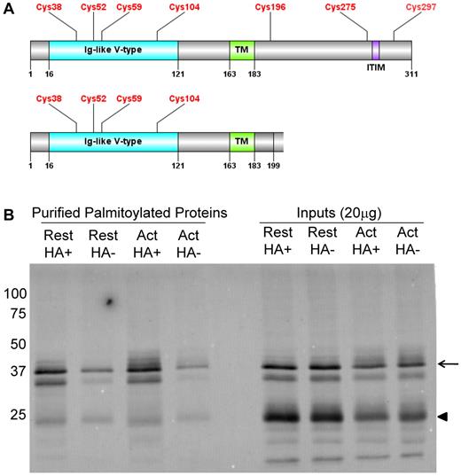 Figure 4. TLT-1 is enriched in HA+ samples in resting and activated platelets. (A) Domain organization of full-length TLT-1 and the TLT-1 splice variant depicting an Ig-like V-type domain (blue) with 4 cysteine residues followed by a single-pass transmembrane (TM) domain (green). The TLT-1 splice variant has a truncated cytoplasmic tail and does not contain the 3 intracellular cysteines or ITIM region.32 (B) Western blot analysis of TLT-1 using ABE-purified palmitoylated proteins from resting and thrombin-activated platelets. Arrow indicates full-length TLT-1; and arrowhead, a 25 kDa TLT-1 splice variant. Bands seen directly below full-length TLT-1 and bands seen below the TLT-1 splice variant are degradation products.33 Also shown are 20 μg of the sample inputs that represent the protein sample added to the streptavidin agarose beads.