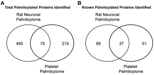 Figure 7. Venn diagrams representing the overlap between the platelet and rat neuronal palmitoylomes. Number of overlapping proteins identified in the platelet (solid line) and rat neuronal (dashed line) palmitoylomes (A). Number of overlapping known palmitoylated proteins identified in the platelet and rat neuronal palmitoylomes (B).