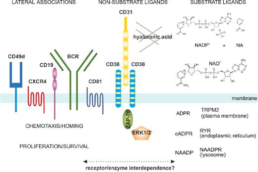 Figure 1. Structural and functional characteristics of the human CD38 molecule. In human B cells, CD38 is expressed as an integral surface membrane molecule, often in a dimeric conformation. As an enzyme, CD38 may interact with the substrate ligands NAD+ and NADP+, which are converted to cADPR, ADPR, and NAADP, all intracellular Ca2+-mobilizing agents. CD38 also interacts with non-substrate ligands, including CD31 and hyaluronic acid, which regulate cell-cell and cell-matrix contacts. On the plasma membrane, CD38 displays preferential localization in membrane lipid microdomains in close contact with the BCR complex (CD19/CD81) and with molecules regulating homing (CXCR4 and CD49d). CD38 engagement by means of the natural ligand CD31 (or surrogate agonistic mAb) triggers the activation of an intracellular signaling pathway, which includes ZAP-70 and ERK1/2 as major players. These signals increase chemotaxis as well as proliferation of neoplastic B cells. The interplay between the enzymatic and receptor activities still needs to be determined in the CLL context.