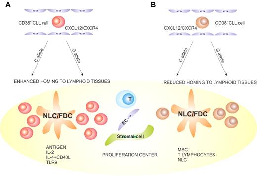 Figure 2. Proposed model explaining a role of CD38 in the pathogenesis and progression of CLL. (A) CD38+ CLL cells (red) are more sensitive to CXCL12 signals, with a higher propensity to home to lymphoid tissues than the CD38− counterpart (brown). (B) Once inside the LN PCs, CLL lymphocytes come into contact with accessory cells, such as nurse-like (NLC), follicular dendritic (FDC), stromal, endothelial, mesenchymal, and T cells. The presence of antigen and accessory signals leads to proliferation and potentially to acquisition of novel genetic lesions, which promote clonal evolution and disease progression. These events are more apparent in the CD38+ subsets. The C > G SNP occurring in a region of CD38 critical for transcriptional regulation adds an additional element of complexity, potentially affecting the levels of CD38 expression after microenvironmental interactions.