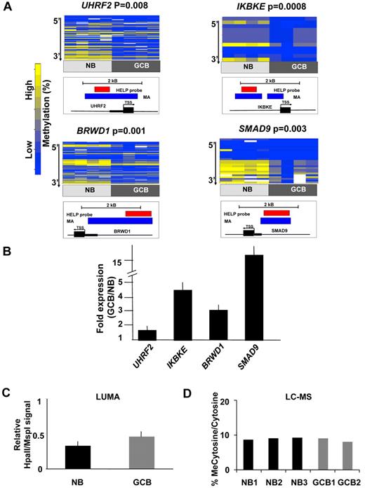 Figure 2. Hypomethylation preferentially affects regulatory regions of the genome in GC B cells. (A) Four genes from the GC B-cell signature were selected for validation by MassArray. The results are represented as heatmaps in which the columns correspond to individual samples, while rows represent individual CpGs with color reflecting methylation value. P values are from moderated t test comparing methylation values from all tested CpGs between GC B cells and NBs. The location of MassArray amplicons (blue) and HELP probesets (red) relative to the transcriptional start site (TSS) of each gene (black) is illustrated below each heatmap. (B) The relative transcript abundance of the same 4 genes was measured by QPCR in 3 additional NB and GC B-cell specimens. The y-axis depicts fold expression difference in GC B-cells versus NBs calculated using ddCT method. All 4 genes are expressed at higher levels in GC B-cells, concordant with their hypomethylation. (C) LUMA assays performed on 3 NB and 2 GC B-cell specimens show a mild increase in the abundance of hypomethylated HpaII sites. The y-axis depicts relative signal of HpaII vs MspI signals. (D) Liquid chromatography-mass spectrometry was performed in 3 NB and 2 GC B-cell specimens. The y-axis depicts the percentage of methylcytosine versus total cytosines in each specimen.