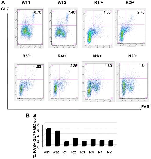 Figure 5. Reduction in the number of GC B cells in immunized Dnmt1 hypomorphic mice. (A) Mononuclear splenocytes were purified 10 days after immunization with SRBC from WT, Dnmt1R/+ and Dnmt1N/+ mice and stained with 7-AAD/ B220/GL7/FAS. The percentage of GL7+ FAS+ cells reflects the abundance of GC B cells in the various animals. (B) The results from panel A are represented as a histogram depicting the percentage of GC B cells for each of the mice analyzed by flow cytometry.