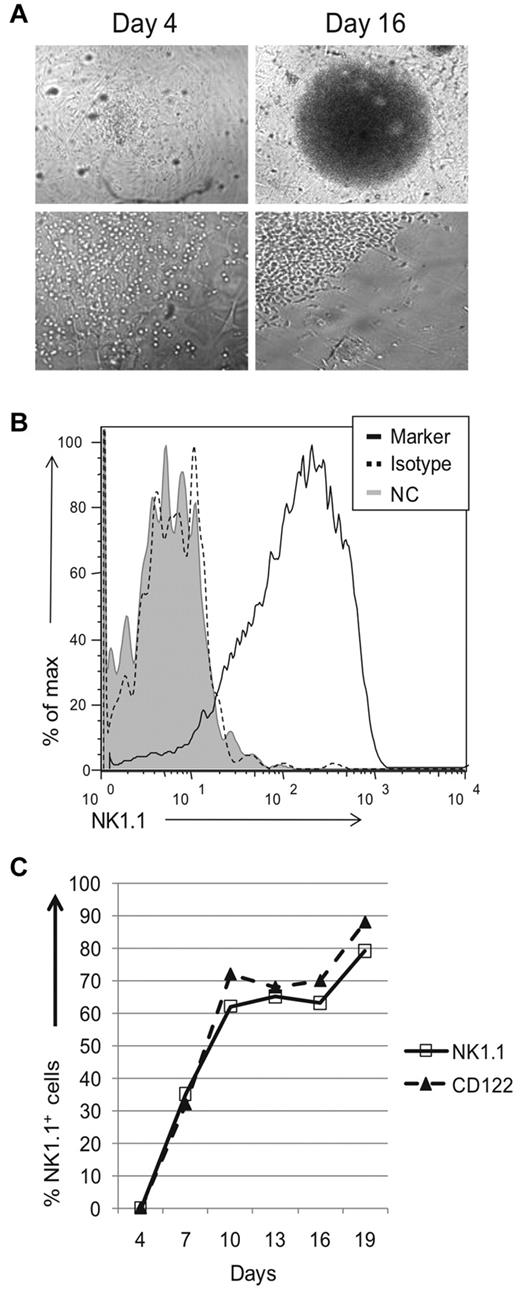 Figure 3. Thymic progenitors can differentiate into NK 1.1+ cells in vitro. Sorted DN1 CD122−NK1.1− thymocytes from Rag1−/− mice were cocultured with OP9 cells and cytokines. (A) Wells were visually and microscopically examined for growth on different days. Images were acquired using a Nikon Diaphot 200 microscope (Nikon) with a Hamamatsu digital camera (Hamamatsu Photonic) and processed using MetaVue imaging software (Molecular Devices Corp). Top panels are at 4× magnification, while bottom panels are at 20× magnification. (B) Growth positive wells by visual inspection were pooled, stained, and analyzed for expression of NK1.1. For the negative controls, cells were either left unstained (gray-filled histograms) or stained using the appropriate isotype antibody (black dotted histogram). Cells were gated based on lymphocyte population by scatter parameters. Data are representative of at least 3 experiments. (C) Kinetic analysis of NK1.1 and CD122 expression on lymphocyte population, gated by scatter parameters. At various culture periods, wells were examined for the indicated markers as described in panel B. Data are representative of 3-5 experiments