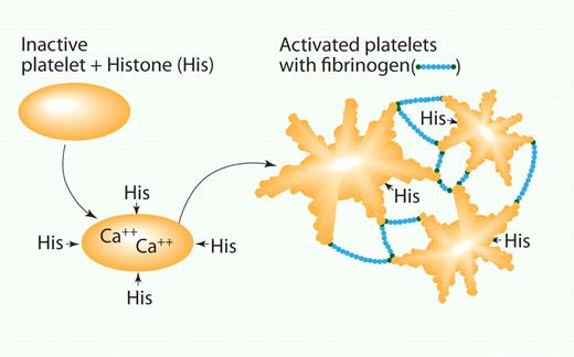 Histones activate platelets. Histones bind to the platelet, leading to a calcium flux and shape change. This in turn activates receptors on the platelet surface that bind fibrinogen and leads to platelet clumping. His indicates histones; and Fib, fibrinogen. Professional illustration by Paulette Dennis.