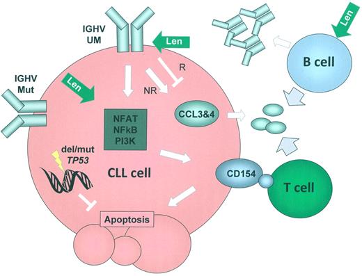 Effects of lenalidomide on CLL cells in vivo. Treatment with lenalidomide impacts PI3K, NFAT, and NFkB signaling, thereby inducing expression of CD154 that allows interaction of the CLL cells with T cells and activation of these T cells. At the same time, the chemoattractants CCL3 and CCL4 are deregulated on treatment with lenalidomide, with patients responding to therapy showing a down-regulation. Together with the observed induction of antibody production in CLL patients after therapy with lenalidomide, probably produced by nonmalignant B cells, these effects point toward re-establishment of a functional microenvironment by lenalidomide. The role of BCR signaling in this process is underlined by the fact that patients with unmutated IGHV genes and potentially active BCR signaling show a better response to lenalidomide treatment. However, patients with del(17p) had a poor outcome when treated with lenalidomide in the current study,1 suggesting that the major well-defined cause of treatment resistance in CLL (TP53 deletion/mutation) is not overcome.