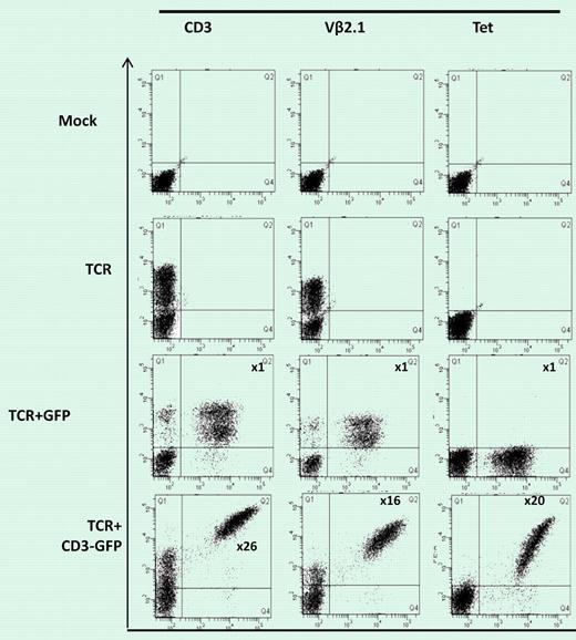 Figure (shown in more detail in Figure 1B in Ahmadi et al1) shows 58α-β- T lymphoma cells mock-transduced or transduced with WT1-TCR, WT1-TCR+control-GFP, or WT1-TCR+CD3-GFP, then stained with antibodies against CD3, Vβ2.1, or with HLA-A2/pWT126 tetramer. The numbers in the panels in TCR+CD3-GFP–transduced cells indicate the fold increase in the level of CD3 or TCR expression (measured by mean fluorescence intensity) in cells expressing TCR+CD3-GFP (Q2) compared to the cells expressing TCR only (Q1). No increase in CD3 or TCR expression was seen in cells transduced with TCR+control-GFP.