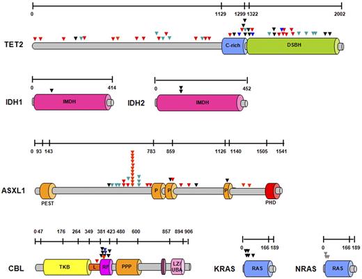 Figure 3. Schematic representation of the localization of molecular mutations at the protein level. Localization of all mutations detected in 72 persons with CMML and CMML-derived AML within the protein. Genomic sequencing of the protein-coding region and splice donor/acceptor sites showed missense (black triangles), nonsense (green triangles), and frameshift mutations (red triangles). Mutations found in CBL and TET2 genes resulted in new splice variants (blue triangles). Most mutations were found in conserved domains, and specific known conserved motifs and domains are shown for each protein. DSBH indicates 2OG-dependent dioxygenase domain; IMDH, isocitrate/isopropylmalate dehydrogenase, conserved sites; PEST sequence, P indicates proline (P), glutamic acid (E), serine (S), and threonine (T); PHD, the plant homeodomain; TKB, tyrosine kinase binding domain; RF, ring finger; L, linker sequence; PPP, proline-rich region; LZ/UBA, leucine zipper/ubiquitin-associated domain; and RAS, subfamily of RAS small GTPases binding domain.
