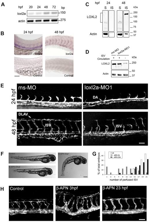 Figure 4. LOXL2 is required for proper formation of intersegmental vessels in zebrafish. (A) Semiquantitative RT-PCR of loxl2a and actin mRNA from zebrafish embryos was performed at different developmental stages (20-72 hpf). (B) Whole-mount in situ hybridization of loxl2a in zebrafish embryos at 24 and 48 hpf using a sense probe as a control. Bar: 50 μm. (C) LOXL2 and actin were immunodetected in protein extracts of 24 and 48 hpf embryos. Proteins were sequentially extracted in an NP40/Deoxycholate-soluble fraction (S) and in an SDS-soluble fraction (IS). (D) Zebrafish embryos (48 hpf) injected with mismatch (ms-MO) or loxl2a (loxl2a-MO1) morpholinos were sorted according to the presence (+) or the absence (−) of ISV blood circulation. SDS-soluble proteins were subjected to immunoblotting for actin and LOXL2 detection. (E) Confocal images of Tg(fli1:egfp)y1 zebrafish embryos at 24 and 48 hpf, injected with either mismatch (ms-MO) or loxl2a morpholinos (loxl2a-MO1). Bar: 100 μm. (F) Brightfield images of 48 hpf embryos untreated (control) or treated with β-APN at 3 hpf and 23 hpf. Bar: 250 μm. (G) Quantification of the number of perfused ISV in 48 hpf embryos untreated or treated with β-APN at 3 hpf or 23 hpf (n = 30-32 embryos per condition). (H) Confocal images of Tg(fli1:egfp)y1 zebrafish embryos at 48 hpf, untreated or treated with β-APN at 3 hpf or 23 hpf. Bar: 100 μm. See also supplemental Figure 5 and supplemental Videos 1-3.