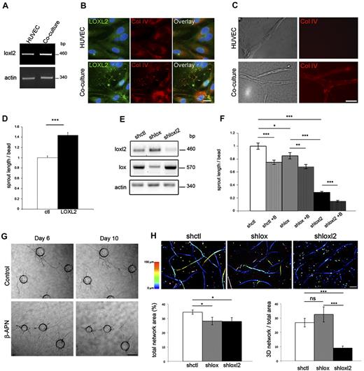 Figure 5. LOXL2 increases tubulogenesis in 3D fibrin gel. (A-C) Culture of HUVECs in absence (HUVEC) or presence (Coculture) of fibroblasts. HUVECs were seeded in 6 well plates and fibroblasts in culture inserts above HUVECs (A-B). Cells were maintained in complete medium for 2 days (A) or 4 days (B). (A) Expression of loxl2 mRNA was measured by semiquantitative RT-PCR. Actin was used as control. A representative gel of 3 independent experiments is shown. (B) Distribution of LOXL2 and collagen IV was analyzed by immunofluorescence. Nuclei were stained with DAPI. Bar: 20 μm. (C) Single HUVEC suspension was embedded in fibrin gels and maintained in the presence (coculture) or absence (HUVEC) of fibroblasts on top of the gel. Immunofluorescence staining of collagen IV was performed. Bar: 50 μm. (D, F) HUVEC-coated Cytodex beads were embedded in fibrin gels and maintained in the presence of fibroblasts. Images were acquired at day 6 for sprout length measurement. For each experiment (n = 3), mean total length of sprouts per bead was normalized to the mean of control cells. Graph represents the mean of normalized values ± SEM. *P < .05, **P < .005, and ***P < .001. (D) HUVECs were infected with a control (ctl) or a loxl2 coding lentivirus (LOXL2). (E-F) HUVEC were infected with lentiviruses coding for either control (shctl), or lox (shlox) or loxl2 (shloxl2) shRNA. (E) Semiquantitative RT-PCR of lox, loxl2, and actin. (F) HUVEC were treated (+B) or not with β-APN. (G) Cocultures were treated with β-APN from day 6 to day 10 to follow sprout evolution. Bar: 200 μm. (H) Single cell suspensions of HUVEC infected with lentiviruses coding for either control (shctl), or lox (shlox), or loxl2 (shloxl2) shRNA were embedded in fibrin gel at 100 × 103 cells per well under low cross-linking conditions. Cells were maintained in the presence of fibroblasts on top of the gel and stained with CMTMR CellTracker. Epifluorescence z-stacks (150 μm thick and 10 μm step) were acquired and treated with ImageJ Version 1.43. Projections are represented with a 0-150 μm color-code for depth in the z dimension. Bars: 100 μm (H). Graphs represent measurements from one experiment (duplicate wells and 4 fields per well). SEM *P < .05 and ***P < .001. See also supplemental Figure 6 and supplemental Videos 4-5.