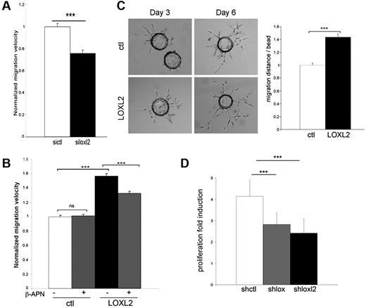 Figure 6. LOXL2 is involved in endothelial migration and proliferation. (A-B) HUVEC motility on fibronectin in serum-free medium containing 10 ng/mL VEGF and 10 ng/mL bFGF was measured by time-lapse microscopy. Images were acquired every 5 minutes over the next 12 hours for cell tracking. For each experiment (A: n = 4; B: n = 3), velocity was normalized to the mean of control cell velocity. Graph represents the mean of normalized values ± SEM. (A) HUVECs were transfected with either control (sictl) or loxl2 (siloxl2) siRNA. (B) HUVEC were transfected with a plasmid either empty (ctl) or coding for LOXL2 and incubated in the presence or absence of β-APN. (C) HUVEC migration in 3D fibrin gel was assessed using cells infected with control (ctl) or LOXL2 coding lentivirus. HUVEC-coated Cytodex beads were embedded in a fibrin gel and maintained in complete medium supplemented with 10 ng/mL bFGF. Brightfield images were acquired (left panel) for migration measurement (right panel). Mean distance per bead was normalized to the mean of controls. Bar: 200 μm. (D) FBS-induced proliferation of HUVECs infected with lentiviruses coding for either control (shctl) or lox (shlox) or loxl2 (shloxl2) shRNA. Graph represents the mean of normalized values ± SD. ***P < .001.
