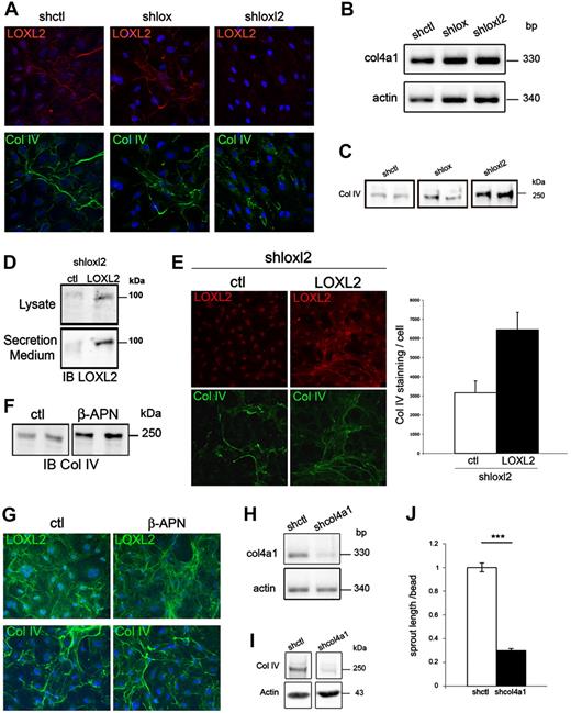 Figure 7. LOXL2 is functionally involved in the hypoxia-induced network assembly of collagen IV. (A-C) HUVECs transfected with control (shctl), lox (shlox), or loxl2 (shloxl2) shRNA were cultured in hypoxia. (A) Immunofluorescence detection of LOXL2 and collagen IV (Col IV) was performed. Nuclei were stained with DAPI (blue). (B) Semiquantitative RT-PCR of col4a1 and actin from HUVEC transfected with control, lox or loxl2 shRNA. (C) Overnight media were collected and subjected to immunoblotting for collagen IV (Col IV). (D-E) Loxl2-depleted HUVEC (shloxl2) were infected with control (ctl) or LOXL2 coding lentivirus (LOXL2). (D) Cell lysates and secretion media were subjected to immunoblotting for LOXL2 detection (IB LOXL2). (E) Immunofluorescence of LOXL2 and collagen IV (Col IV) in the ECM of EC incubated in hypoxia. Collagen IV assembly was analyzed by confocal microscopy (left panel) and quantified using ImageJ (right panel). (F-G) HUVEC were cultured in hypoxia in absence (ctl) or presence of β-APN for 5 days. (F) Duplicate ECM extracts were subjected to immunoblotting of collagen IV. (G) Immunofluorescence detection of LOXL2 and collagen IV (Col IV). (H-J) HUVECs transfected with control (shctl) or col4a1 (shcol4a1) shRNA. (H) Semiquantitative RT-PCR of loxl2, col4a1, and actin. (I) Collagen IV (Col IV) expression in HUVECs was detected by immunoblot in total lysate (cell and extracellular matrix). (J) HUVECs were coated on Cytodex beads, embedded in fibrin gels and maintained in the presence of fibroblasts. Images were acquired at day 6 for sprout length measurement. For each experiment (n = 3), total length of sprouts per bead was normalized to the mean of control cells. Graph represents the mean of normalized values ± SEM. ***P < .001.