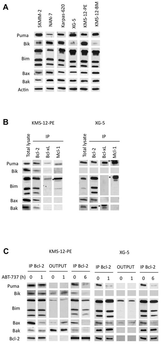 Figure 6. BH3-only and multidomain proapoptotic proteins sequestered by Bcl-2 were displaced by ABT-737. (A) Immunoblot analysis of the indicated proteins (70 μg). Actin was used as a loading control. (B) Immunoprecipitation of KMS-12-PE or XG-5 cell lysates (300 μg) using the indicated antibodies. The immunoprecipitates were analyzed for the presence of antiapoptotic, BH3-only proteins or multidomain proapoptotic proteins. The asterisk (*) corresponds to the immunoglobulin light chain. (C) Bcl-2 immunoprecipitation of KMS-12-PE or XG-5 cell lysates treated or not with 40nM ABT-737 for both 1 and 6 hours. The immunoprecipitates and the outputs (IP supernatants) were analyzed for the presence for the indicated proteins by immunoblotting.