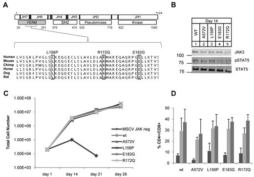 Figure 1. JAK3 FERM mutations identified in ATLL rescue T-cell differentiation in JAK3 knockout hematopoietic progenitors. (A) Schematic shows human JAK3 protein with 7 JAK homology (JH) domains; JH6-7 comprise the FERM (gray). Residue numbers and major structural domains are shown. Sequencing revealed 3 mutations (boxes) in 4 of 36 ATLL patients analyzed. L156P and R172Q were identified in 1 patient each and E183G was found in 2 patients. The mutations occurred in residues highly conserved across mammalian species. (B) Western blot for JAK3 (106 kDa), STAT5A (92 kDa), and phospho-STAT5A (Y694) from T-cell progenitor cell lysates grown on OP9-DL1 at day 14; no lysate was recovered from untransduced cells. (C) Graph shows cell counts over time in OP9-DL1 coculture. JAK3−/− progenitor cells transduced with empty MSCV failed to proliferate and differentiate. Proliferation was rescued for those progenitors transduced with WT or mutant JAK3. (D) Graph shows the percentage of double-positive (CD4+CD8+) cells arising in OP9-DL1 coculture as determined by flow cytometry; bars from left to right show counts at 14, 21, and 28 days. The OP9-DL1 data are representative of 2 independent experiments (mean ± SEM).