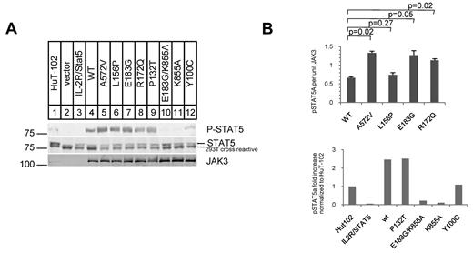 Figure 2. JAK3 FERM mutations cause increased phosphorylation of STAT5A in reconstituted IL-2 signaling in 293T cells. (A) Western blots show phospho-(P-)STAT5A (92 kDa), STAT5A, and JAK3. Lane 1 shows whole-cell lysate of the HuT-102 cell line. STAT5A phosphorylation requires JAK3 and IL-2 (100 U/mL). (B) Graph shows quantification of Western blots; P-STAT5A protein per unit of expressed JAK3 protein. Mutant JAK3s were compared with WT JAK3 in 4 independent cotransfection experiments and showed consistently higher P-STAT5A levels (mean ± SEM; top panel). P values were generated from the Student t test (2-tailed). The bottom panel shows P-STAT5A protein levels in cotransfection experiments with various other JAK3 mutants normalized to endogenous levels in HuT-102. The K855A mutant causes loss of kinase activity in JAK3. The Y100C mutation was found in a SCID patient and P132T is a SNP.