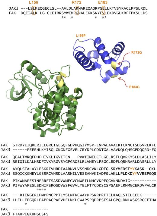 Figure 5. ATLL FERM domain mutations align to the autoregulatory region of the FAK FERM based on homology modeling. ATLL mutations (orange) align with the F2 subdomain of the FAK FERM (blue) that autoregulates the kinase domain of FAK. Asterisks (*) denote residues of FAK FERM that contact the intramolecular FAK kinase domain. Molecular structure is based on the crystal structure of the FAK FERM domain. Those residues that are mutated in ATLL patients are highlighted (yellow). The JAK3 kinase domain (green) is shown as it would be oriented to the FERM domain. Below it, the respective kinase domains of FAK and JAK3 are aligned. The activation loop of the 2 proteins is in bold and the autoregulatory tyrosines, Y980 and Y981, are highlighted in orange. Asterisks (*) show the residues of FAK that contact the intramolecular FERM. The residues of JAK3 that align with these are shown in yellow.