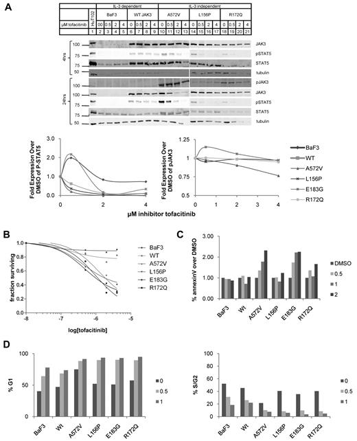 Figure 6. Mutant JAK3s are sensitive to JAK3-specific tyrosine kinase inhibitor, tofacitinib. (A) BaF3 cells transduced with mutant JAK3s were treated with tofacitinib at concentrations of 0, 0.5, 2.0, and 4.0μM and analyzed by Western blot analysis at 4 and 24 hours. The Western blots and graphs that display their quantification are shown. Protein levels are expressed as fold over levels seen in cells treated with DMSO (solvent) alone. JAK3 (106 kDa) protein expression was comparable with DMSO alone but decreased in the mutant JAK3-transduced BaF3 cells. P-STAT5A (92 kDa) levels decreased markedly with increasing concentrations of inhibitor. P-JAK3 (106 kDa) levels were relatively stable. JAK3 is not phosphorylated in WT-transduced cells so it could not be quantified. Tubulin (55 kDa), a loading control, remained relatively stable. (B) Live cells were quantified by the MTT assay. Cell survival decreased with increasing concentrations of tofacitinib. BaF3 cells expressing mutant JAK3s were susceptible to tofacitinib (IC50: A572V, 0.22nM; L156P, 0.27nM; E183G, 0.087nM; R172Q, 0.082nM). (C) BaF3 cells transduced with mutant JAK3 constructs treated with 0, 0.5, 1, and 2μM tofacitinib for 24 hours and analyzed for apoptosis by staining for annexin V and propidium iodide; percentages of cells staining positive for annexin V relative to DMSO only are shown. The percentage of cells stained for annexin V only as determined by flow cytometry when treated with tofacitinib. Graph shows increase in annexin V staining with inhibitor treatment in all JAK3-transduced BaF3 cells except L156P mutant JAK3. Data shown are representative of 4 independent experiments. (D) Cell-cycle profiles cells treated with DMSO; 0.5 or 1μM tofacitinib were stained with Vybrant dye cycle-violet and analyzed by flow cytometry. Graph shows the percentage of cells in G1 phase. BaF3 and WT-transduced cells have < 75% of cells in G1 after 24 hours on 1μM tofacitinib. All mutant-transduced BaF3 cells have > 90% G1 arrest with 1μM tofacitinib. Graph shows proportion of cells in G1 increases in a dose-dependent manner for all mutant JAK3s. BaF3 cells and those transduced with WT JAK3 were grown in IL-3. Data shown are representative of 2 independent experiments.
