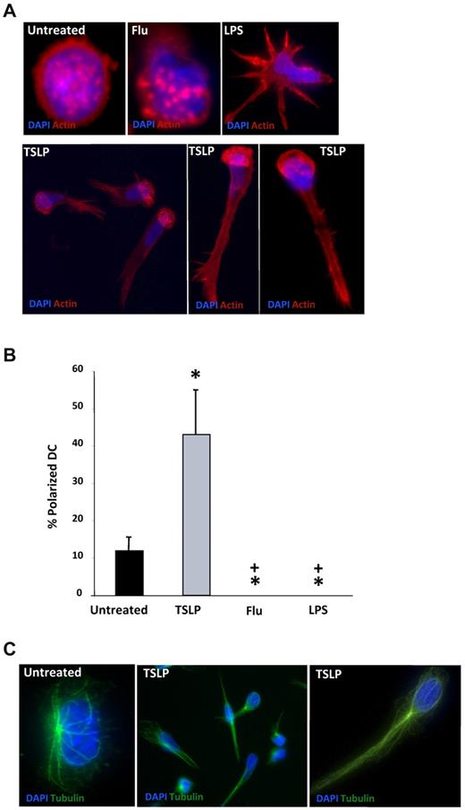 Figure 2. TSLP induces polarization of the DC cytoskeleton. (A) DCs on poly-lysine–coated coverslips were cultured in medium (untreated), influenza virus (Flu), LPS, or TSLP. Cells were stained for actin (red) and DAPI (blue) and observed under a fluorescence microscopy. Podosomes appeared as round actin-stained formations. Actin skeleton was reorganized in a polarized manner in TSLP-DCs. Data are from one representative of 5 independent experiments. (B) After 24 hours of culture, DCs with a polarized actin skeleton were quantified. Results are represented as percentage of total DCs. Data are mean ± SD; n = 5. *P < .05 vs untreated. +P < .05 vs TSLP. (C) After 24 hours of culture, DCs were stained with an anti–α-tubulin mAb (green) and DAPI (blue). TSLP-DCs showed a reorganization of the microtubules. Data are from 1 representative of 5 independent experiments.