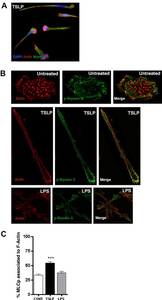Figure 3. TSLP induces redistribution and colocalization of actin and phospho-myosin II light chain. (A) After 24 hours of culture, TSLP-DCs were stained for myosin II (green), actin (red), and DAPI (blue). TSLP-DCs acquired a polarized morphology, and actin and myosin filaments largely colocalized. Data are from 1 representative of 3 independent experiments. (B) DCs on poly-lysine–coated coverslips were cultured in medium, TSLP, or LPS for 20 hours. Cells were stained for F-actin (red) and pMLC9 (green). Images were acquired as z-series, deconvoluted, and reconstructed as a maximum-intensity projection of all the planes. (C) Quantification of the mean percentage of pMLC area colocalized with F-actin area. For each cell, the percentage is a mean of all the planes. Data are mean ± SEM of 2 independent experiments; n = 20. ***P < .005.