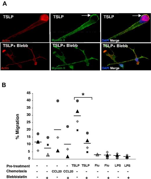 Figure 4. Myosin II is required for TSLP-induced polarization and motility. (A) After 24 hours of culture in the absence or presence of blebbistatin (50μM), TSLP-DCs were stained for myosin II (green), actin (red), and DAPI (blue). Blebbistatin inhibited TSLP-induced cytoskeleton rearrangements with a loss of cell polarization. Data are from 1 representative of 3 independent experiments. (B) DCs were cultured as described in Figure 1A, in the absence or presence of blebbistatin. An increased migration (6 hours) was observed after TSLP pretreatment, which was significantly decreased in the presence of blebbistatin (50μM). Each dot represents cell counts of individual experiments and bars represent the mean. *P < .05.