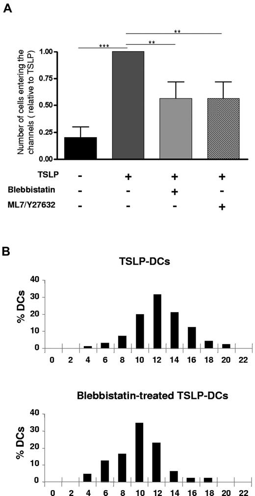 Figure 6. Myosin II-ATPase activity is essential for DC confined migration. (A) After a pretreatment of 20 hours with TSLP in the absence or presence of blebbistatin (50μM) or a mix of ML7/Y27632 (10μM/10μM), DCs were loaded in the entry chamber of the channels. The number of DCs entering the channels during a 12-hour time-lapse movie was quantified. TSLP induced a 4-fold increase in the capacity of DCs to enter microchannels compared with control. Blebbistatin and ML7Y27632 significantly inhibited TSLP-induced migration. Data are mean ± SD; n = 3. **P < .01. ***P < .005. (B) After 20 hours of culture in the absence or presence of blebbistatin (50μM), DCs were loaded in the entry chamber and allowed to spontaneously enter in the channels. Phase-contrast images were recorded. Kymographs were processed and analyzed to extract instantaneous speed of individual cells. Distribution of the median speed of DCs precultured in TSLP in the absence or presence of blebbistatin is significantly different (P < .05). Data are from 1 representative of 2 independent experiments.