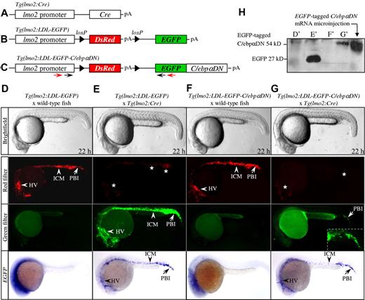 Figure 1. Generation and characterization of stable C/ebpαDN transgenic lines with Cre-loxp strategy. (A-C) Schematic representations of transgenic lines Tg(lmo2:Cre) (A), Tg(lmo2:LDL-EGFP) (B), and Tg(lmo2:LDL-EGFP-C/ebpαDN) (C). All transgenes were under the control of a 2.5-kb lmo2 promoter. The EGFP or EGFP-tagged C/ebpαDN gene was separated from the lmo2 promoter by loxp-DsRed-loxp (LDL) element. Truncated zebrafish C/ebpαDN was in-frame fused with EGFP. Arrows at the bottom of panel C indicate the position of primers used in genomic PCR for genotyping. pA indicates SV40 polyadenylation site. (D-G) Representative 22 hpf progeny of mating Tg(lmo2:LDL-EGFP) with either wild-type (D) or Tg(lmo2: Cre) heterozygote (E), and mating Tg(lmo2:LDL-EGFP-C/ebpαDN) with either wild-type (F) or Tg(lmo2:Cre) heterozygote (G). Red-green fluorescence shifts can only be detected in the double-transgenic embryos carrying the Cre recombinase gene (E,G). The stars indicate the residual red fluorescence after Cre-mediated genomic recombination. HV indicates head vasculature. (H) Western blot analyses confirmed the expression of EGFP (27 kDa) and EGFP-tagged C/ebpαDN fusion protein (54 kDa) in the transgenic embryos presented in panels D to G corresponding to lines D′ to G′.