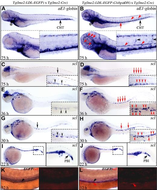 Figure 3. Developmental mechanism and origin of dyserythropoiesis. (A-B) WISH analyses of αE1-globin in the indicated transgenic embryos at 75 hpf. The star, red arrow, and arrowheads indicate the increased number of erythrocytes expressing αE1-globin transcripts within the embryonic vasculature. (C-J) Time course of WISH analyses of scl in the transgenic embryos at indicated developmental stages. Red arrows and arrowheads indicate the increased scl+ HSPCs in the CHT and bilateral PDs. (K) Two-color WISH of EGFP (black color) and scl (red color) transcripts in the transgenic embryos at 32 hpf. (K-L) Fast red labeling of scl (RITC filter) is shown to the right. The red and black arrows indicate the colocalization of scl and EGFP.
