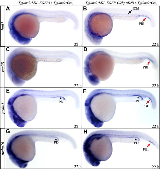 Figure 4. Specific induction of epigenetic regulatory genes by C/ebpαDN. (A-H) WISH analyses of a panel of epigenetic regulators involved in the HSC maintenance and self-renewal at 22 hpf. The arrows indicate the specific induction of bmi1 (A-B), rae28 (C-D), prdm3 (E-F), and prdm16 (G-H) transcripts in the ICM or PBI region.