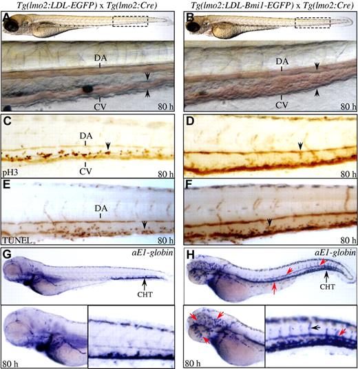Figure 6. Capitulation of C/ebpαDN-induced abnormalities in the Bmi1 transgenic embryos. (A-B) External features of the Tg(lmo2:LDL-EGFP) (A) and Tg(lmo2:LDL-Bmi1-EGFP) (B) embryos at 80 hpf. The circulation congestion is readily detected in the Bmi1-expressing embryos (B, arrowheads; and supplemental Videos 1 and 3). Black boxes with dashed lines indicate the regions amplified at the bottom. DA indicates dorsal aorta; and CV, caudal vein. (C-F) Proliferation and apoptosis analyses by pH3 immunochemistry stainings (C-D) and TUNEL assays (E-F) in the embryos expressing EGFP and Bmi1-EGFP at 80 hpf. (G-H) WISH analyses of αE1-globin in the transgenic embryos at 80 hpf. The star, red arrow, and arrowheads indicate the increased number of cells with expression of αE1-globin transcripts within the embryonic vasculatures.